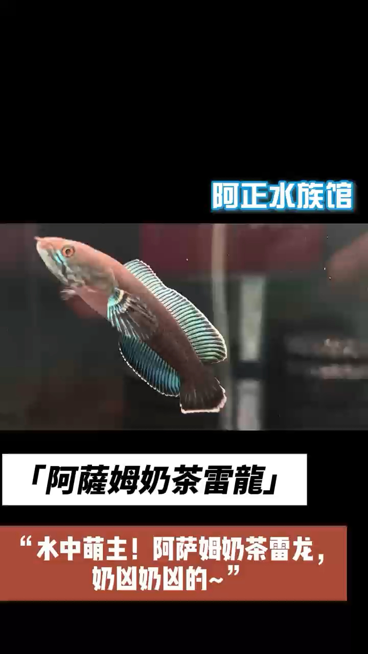 水中萌主！阿萨姆奶茶雷龙，奶凶奶凶的