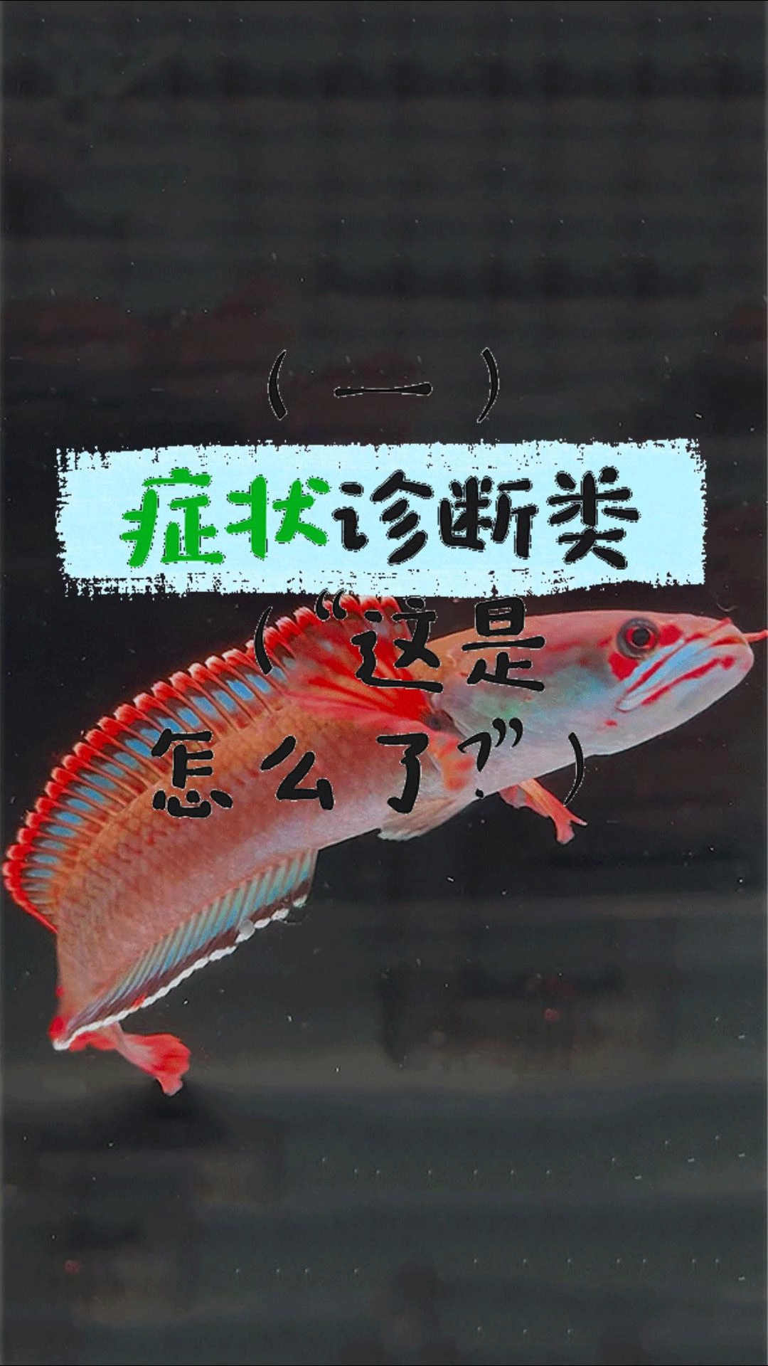雷龙鱼生病的8个信号,新手必看!