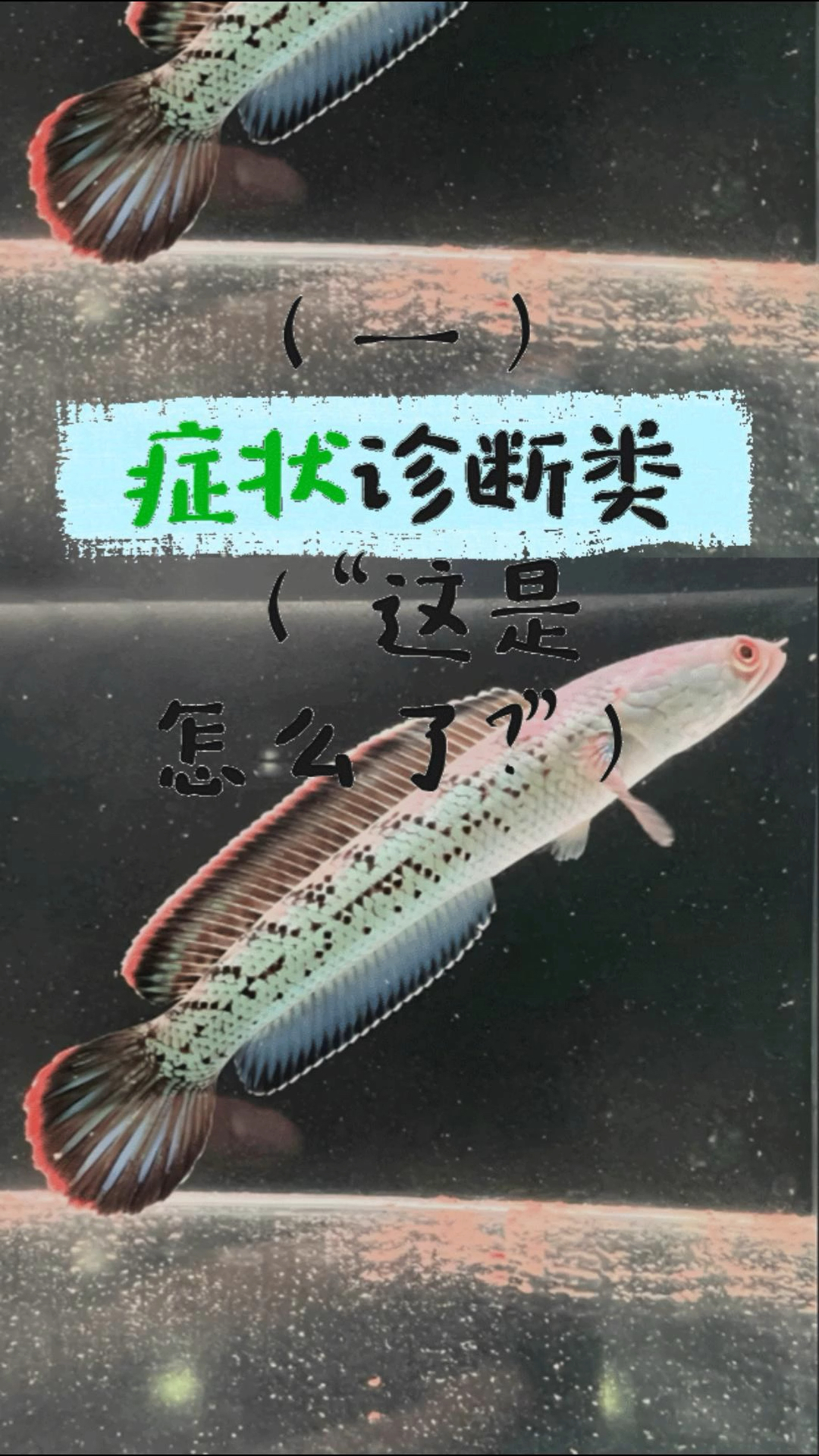 雷龙趴缸不爱动?3步快速自查!