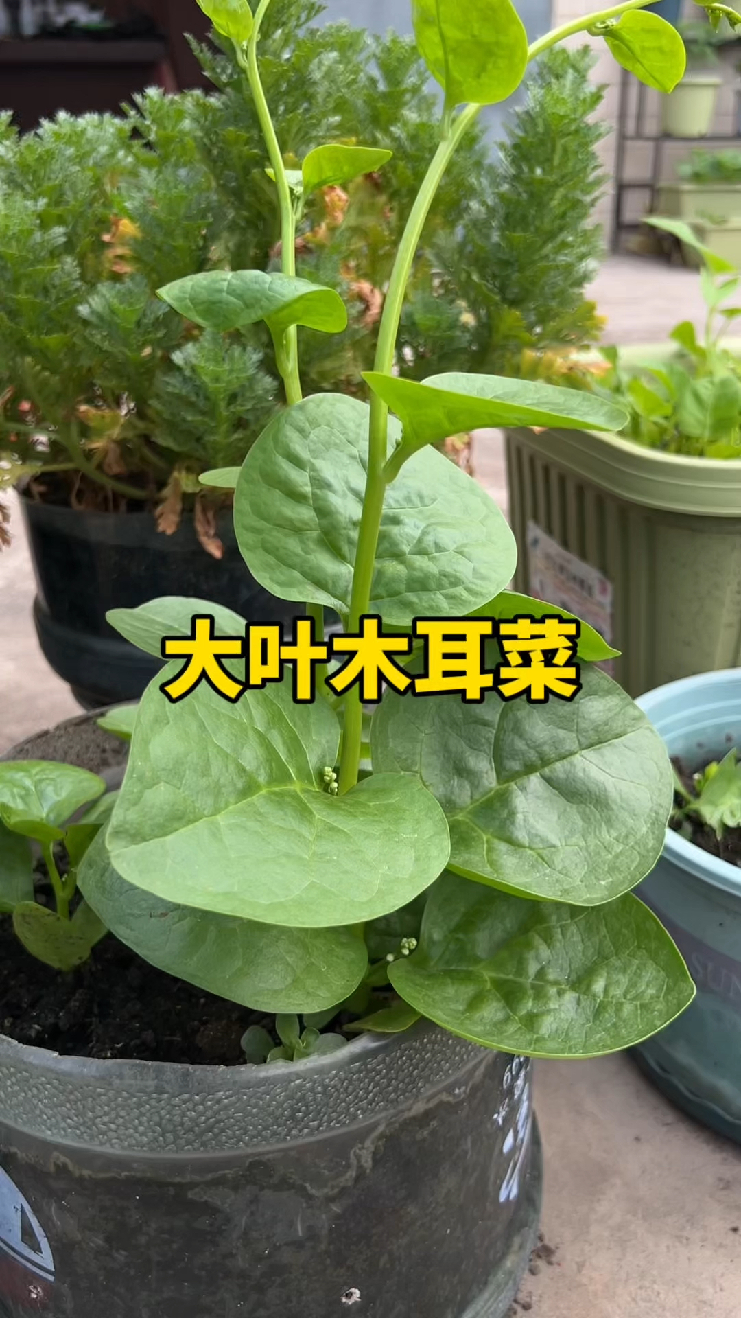 大叶木耳菜,现在可以种植了!