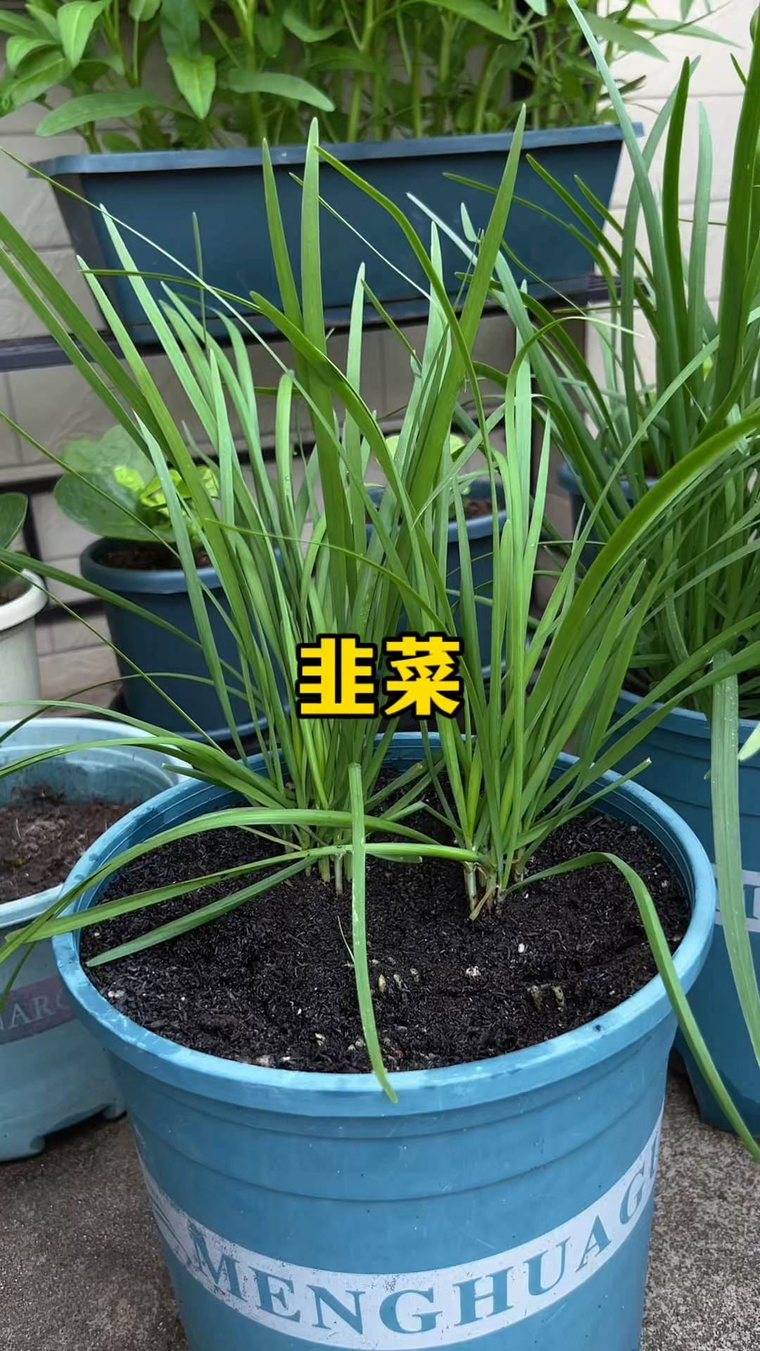 想要韭菜长得好，种根不种子！