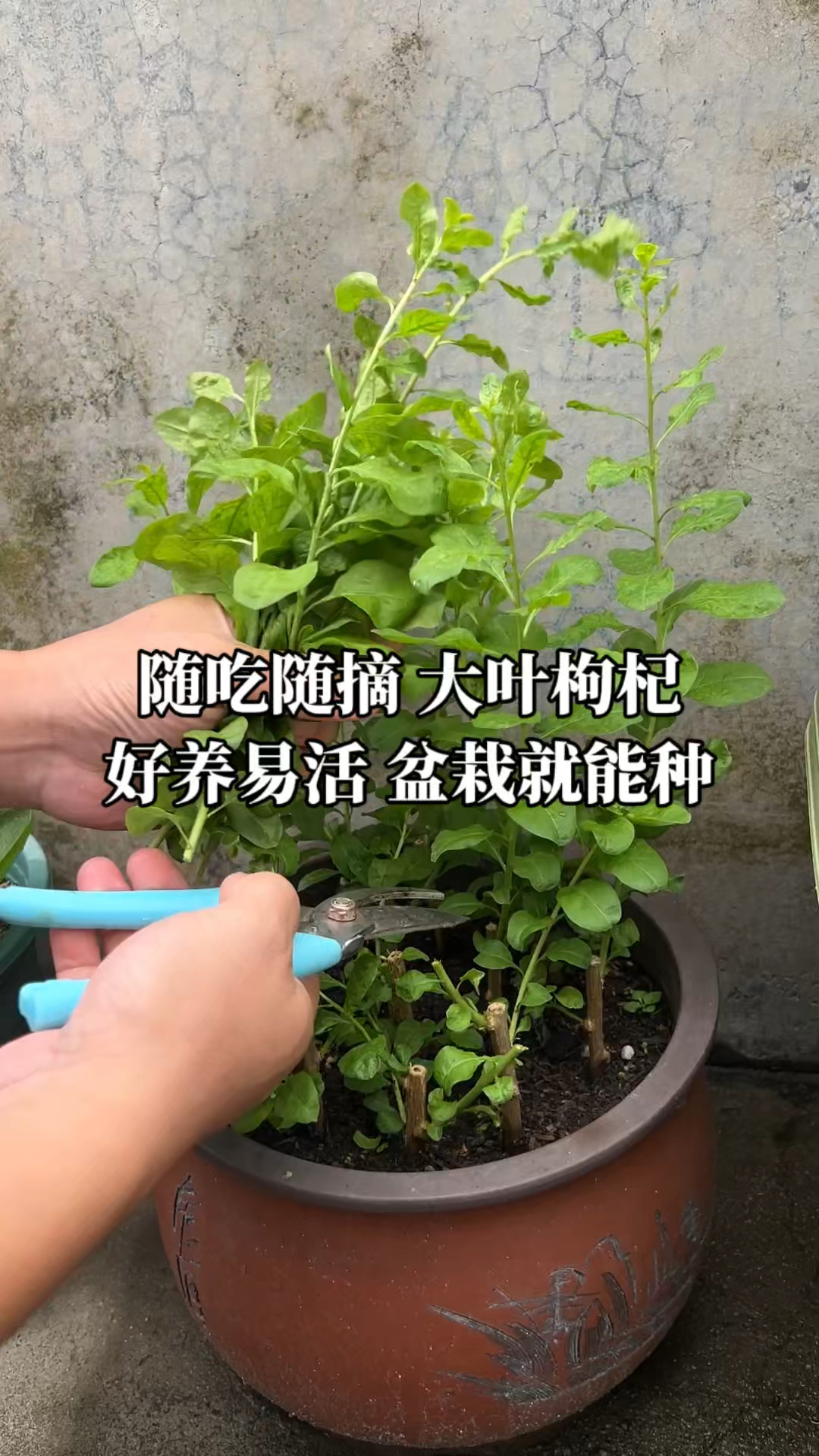 家里种一盆大叶枸杞，随吃随摘太方便#大叶枸杞