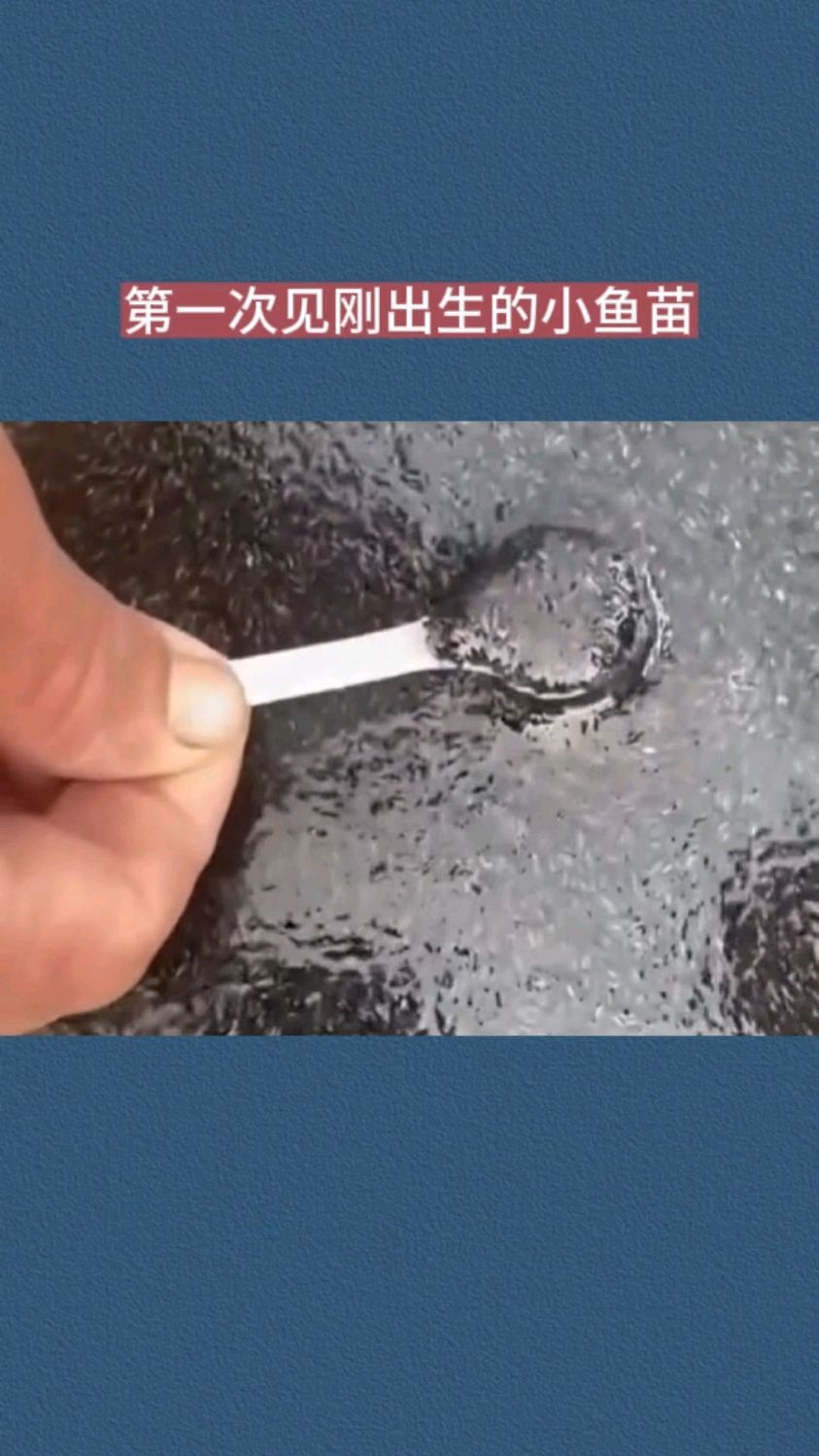 第一次见刚出生的小鱼苗