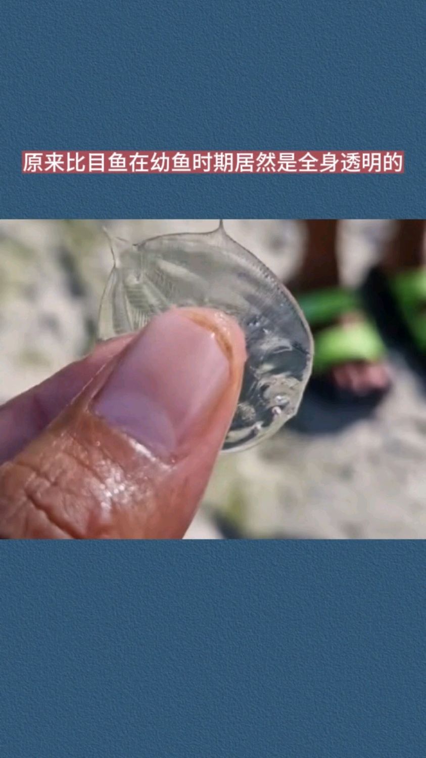 原来比目鱼在幼鱼时期居然是全身透明的