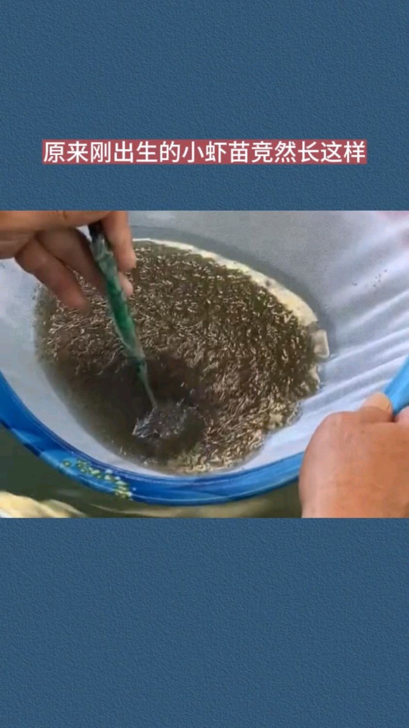 原来刚出生的小虾苗竞然长这样