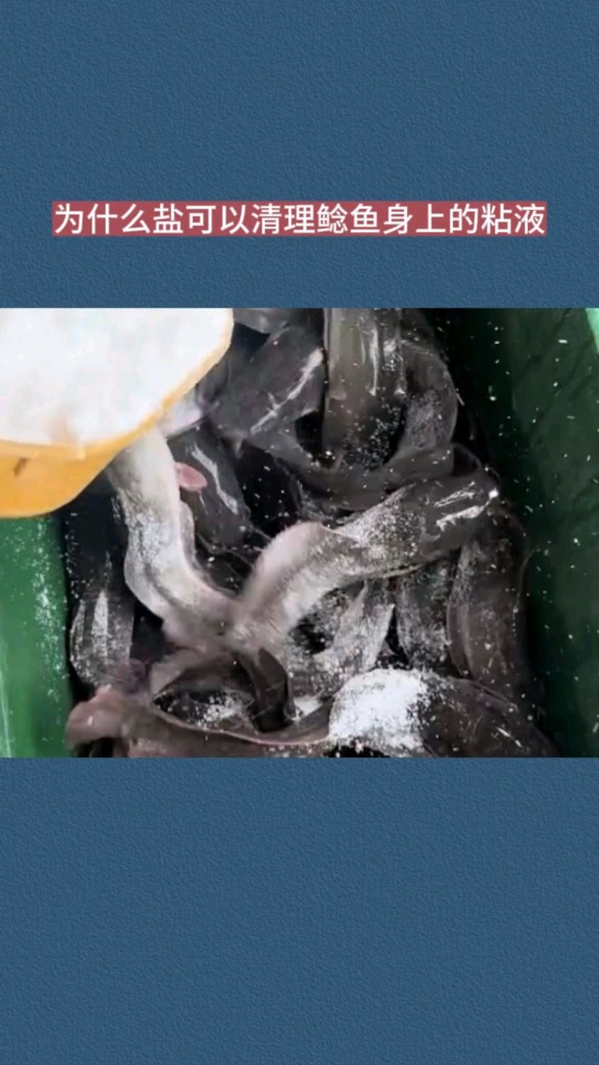 为什么盐可以清理鲶鱼身上的粘液