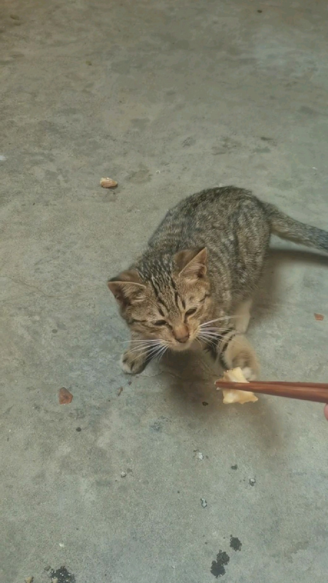 这小狸花猫真是倔,说他两句喊半天才来吃鱼。