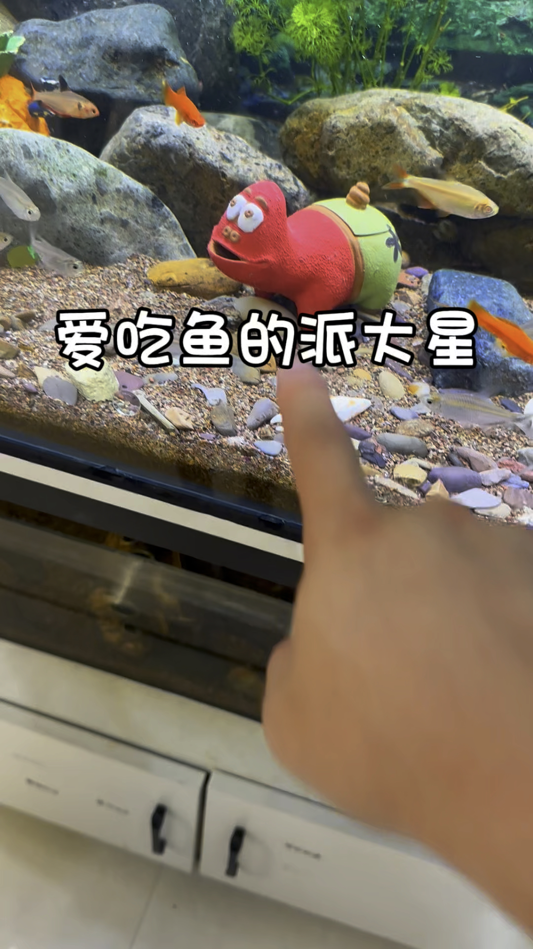 打开派大星的肚子发现里面有好几条鱼