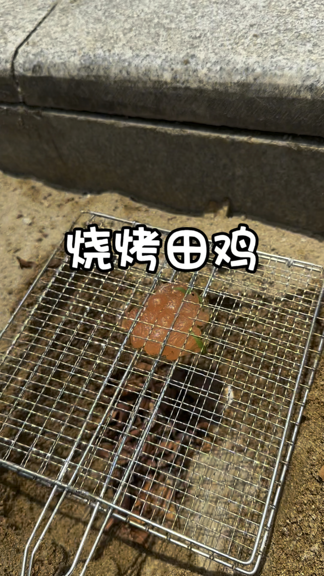 在草地上抓到了一只田鸡,今晚又能吃大餐喽