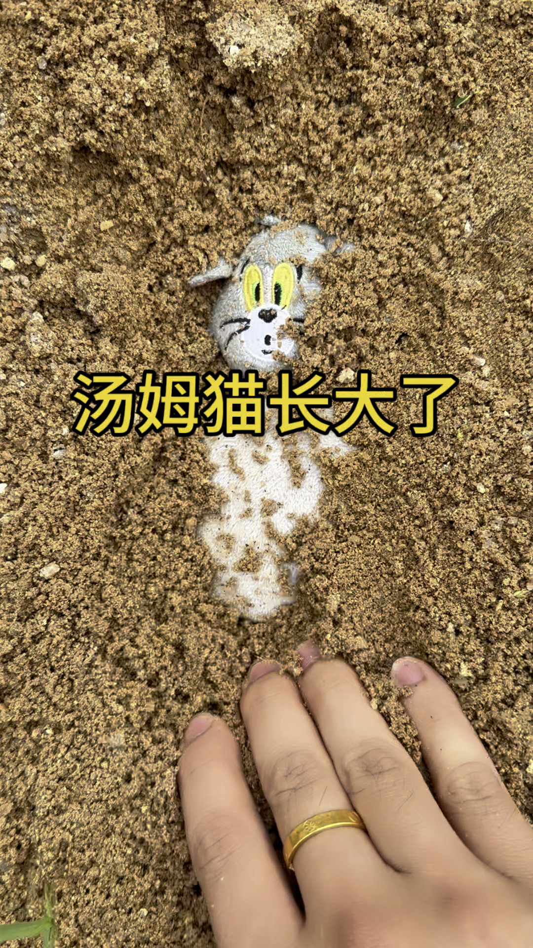 埋在土里的汤姆猫长大了
