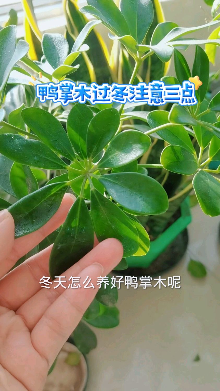 鸭掌木过冬注意三点