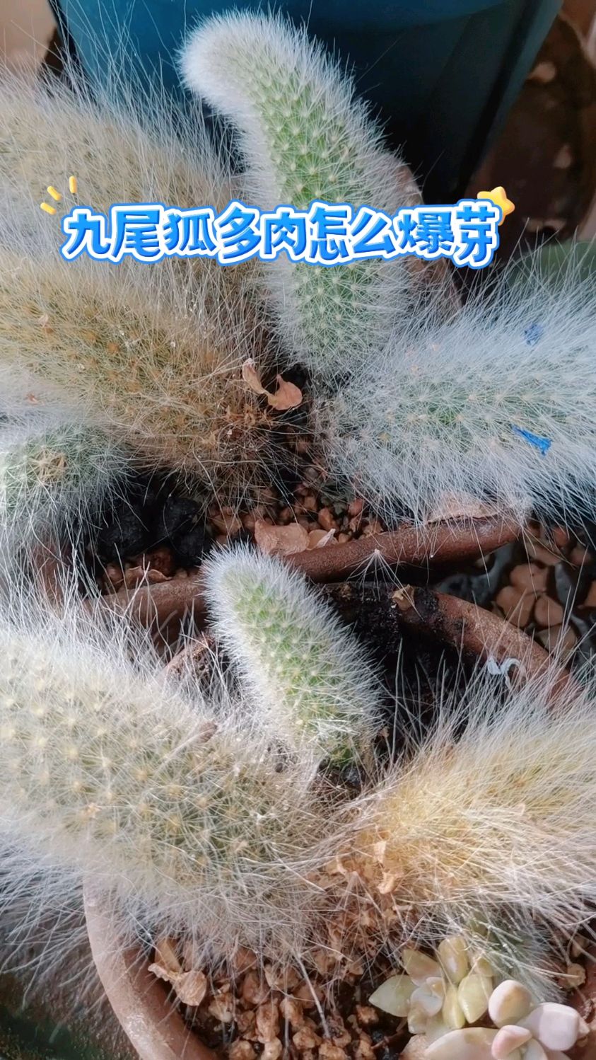 九尾狐多肉怎么爆芽