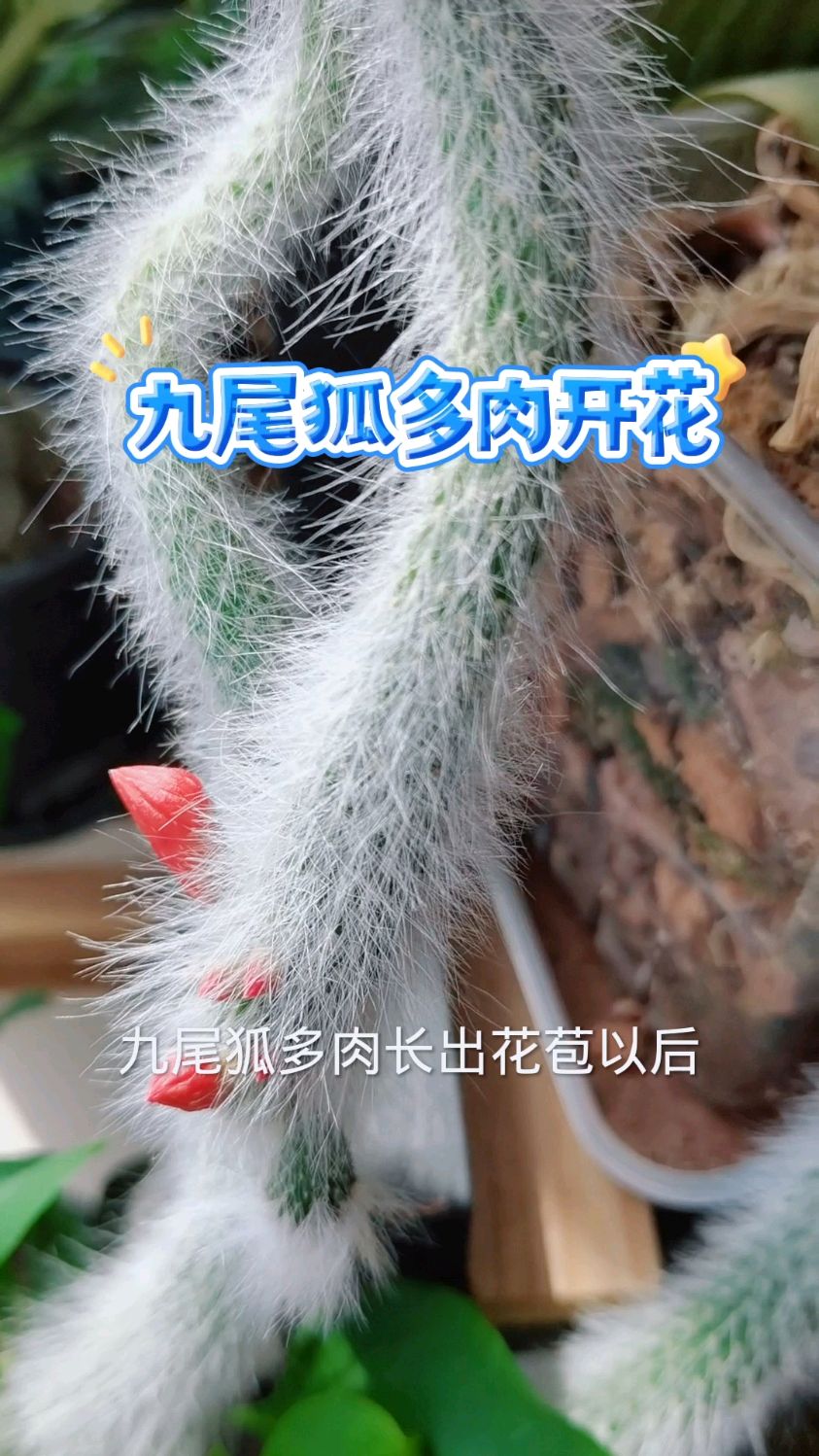 九尾狐多肉开花这样养