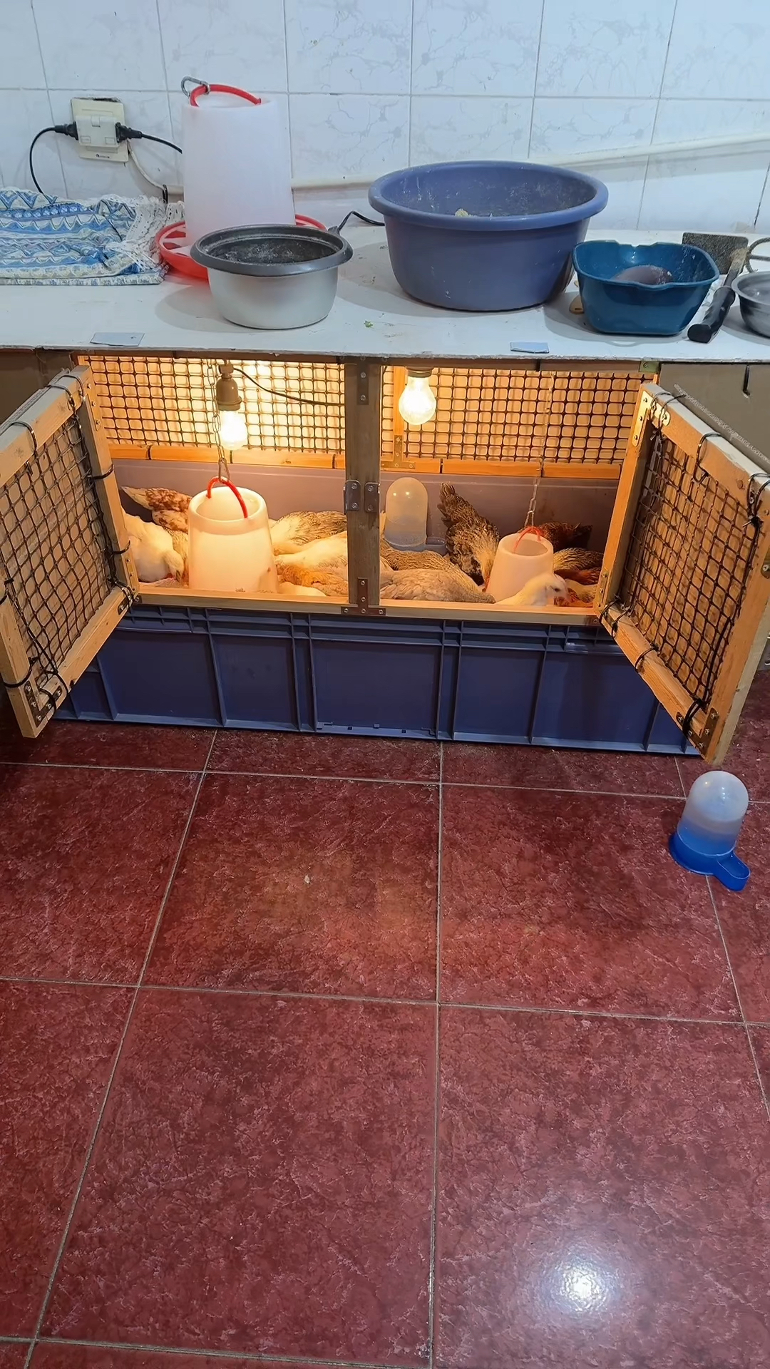 小鸡在温暖的小鸡窝里吃饭