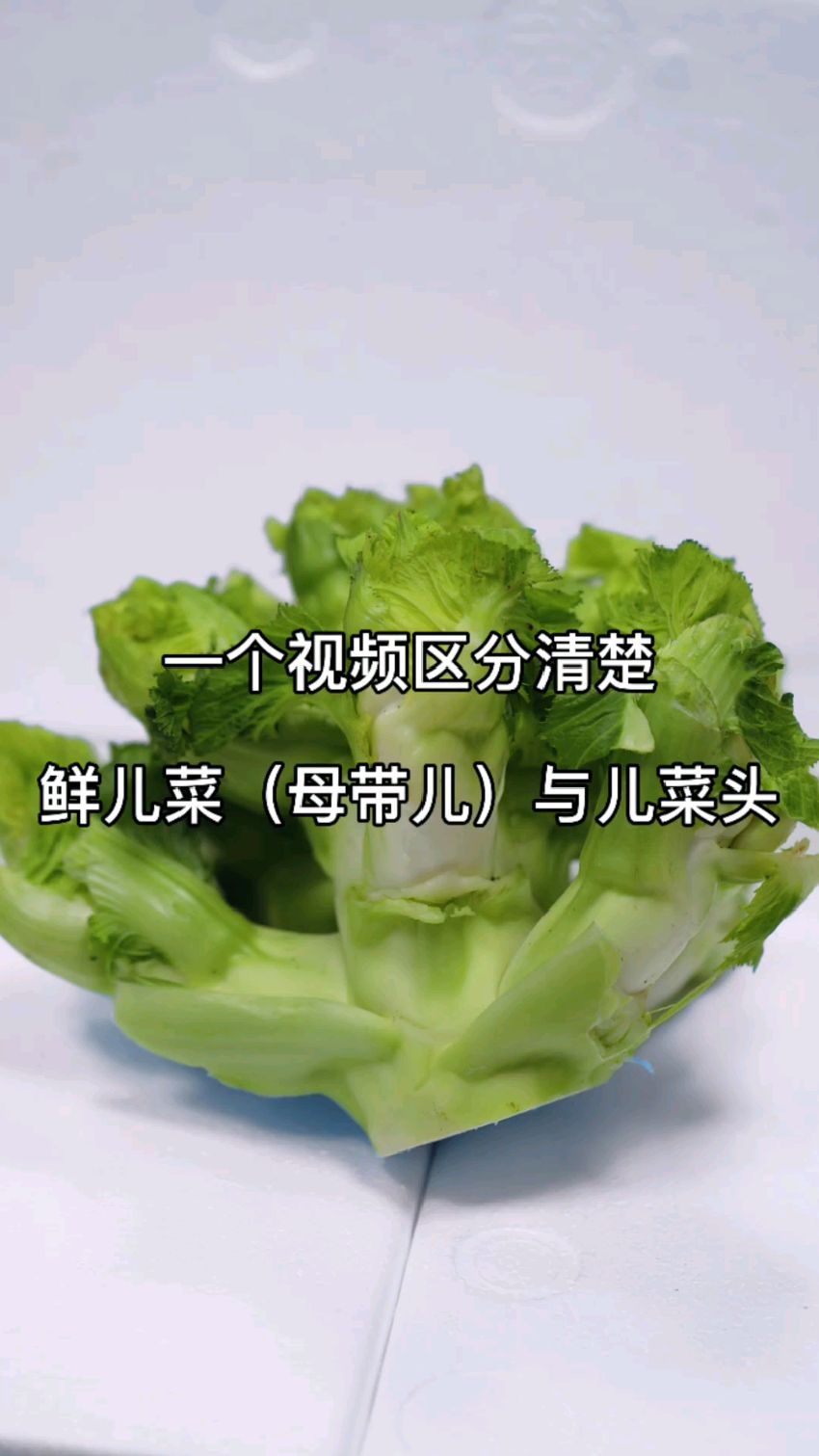儿菜和儿菜头什么区别? 一个视频为您说明白。