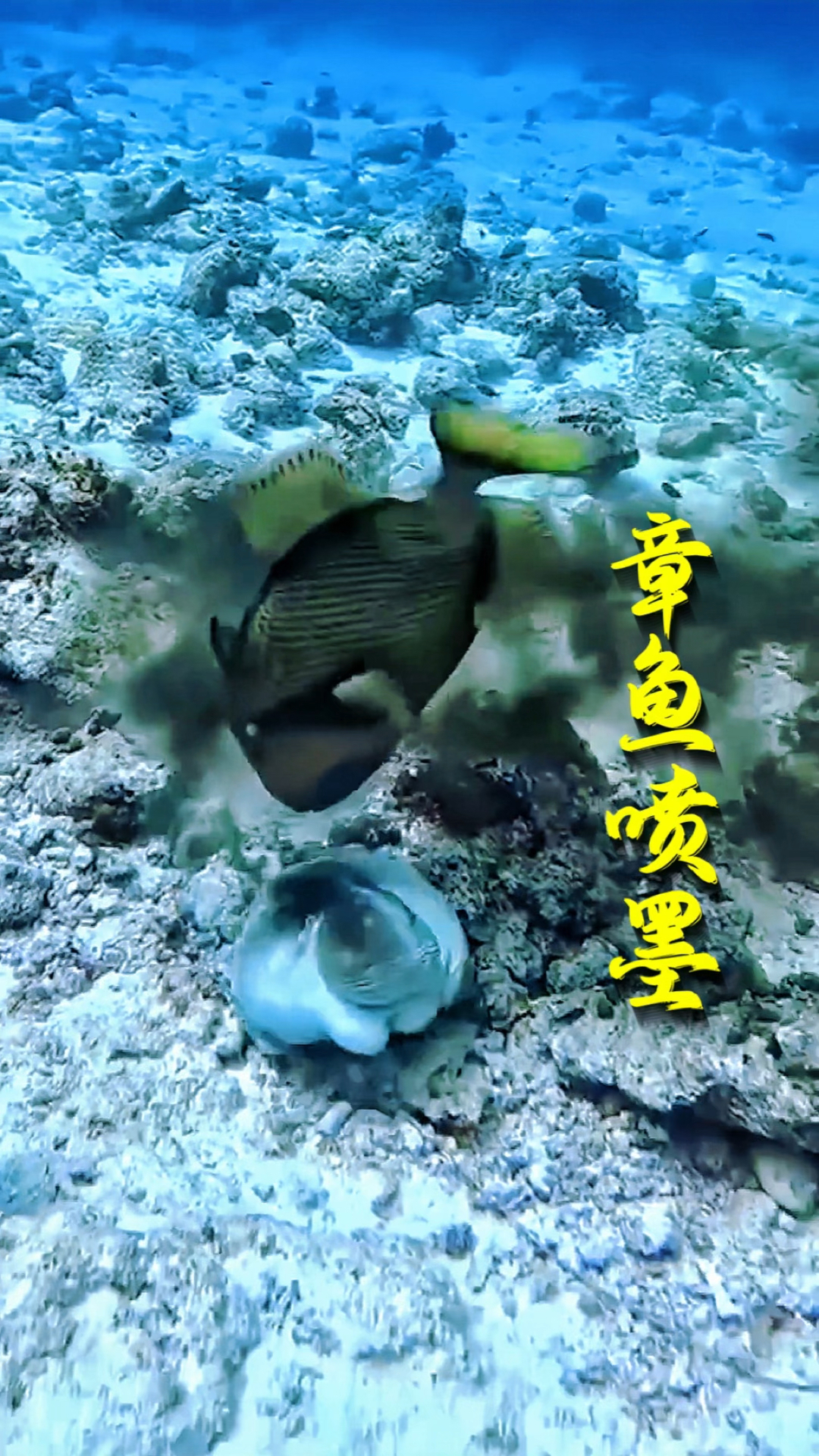 章鱼的防身术属实厉害,利用喷墨,可以巧妙的躲过追杀