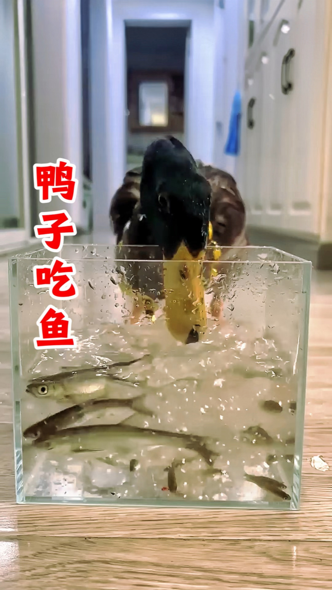 这只鸭子真的太能吃了,那么多鱼,都被它一扫而光