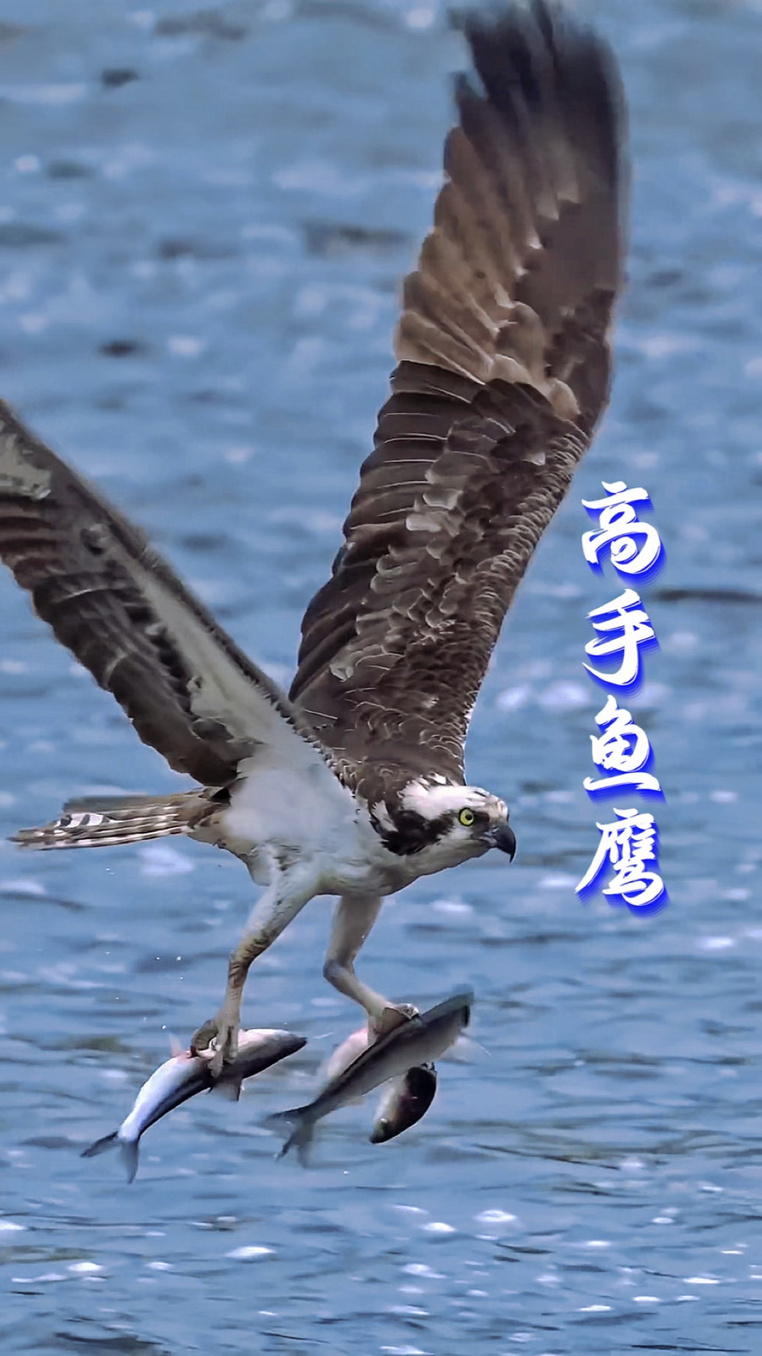 这只鱼鹰真是高手,同时捕捉到了三条鱼