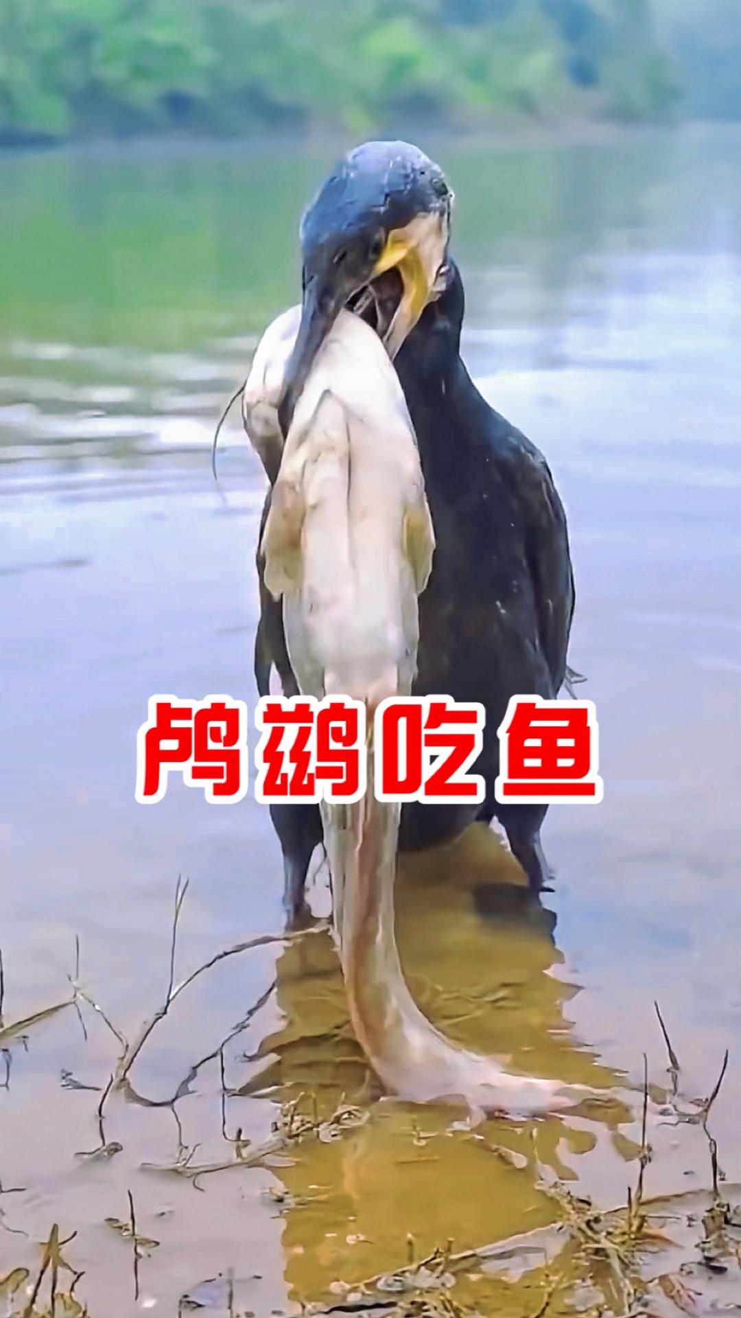 看鸬鹚吃鱼,真的令人惊叹,那么大一条鱼,它竟活生生的吞下