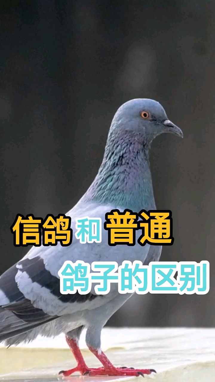 信鸽和普通鸽子有哪些区别?