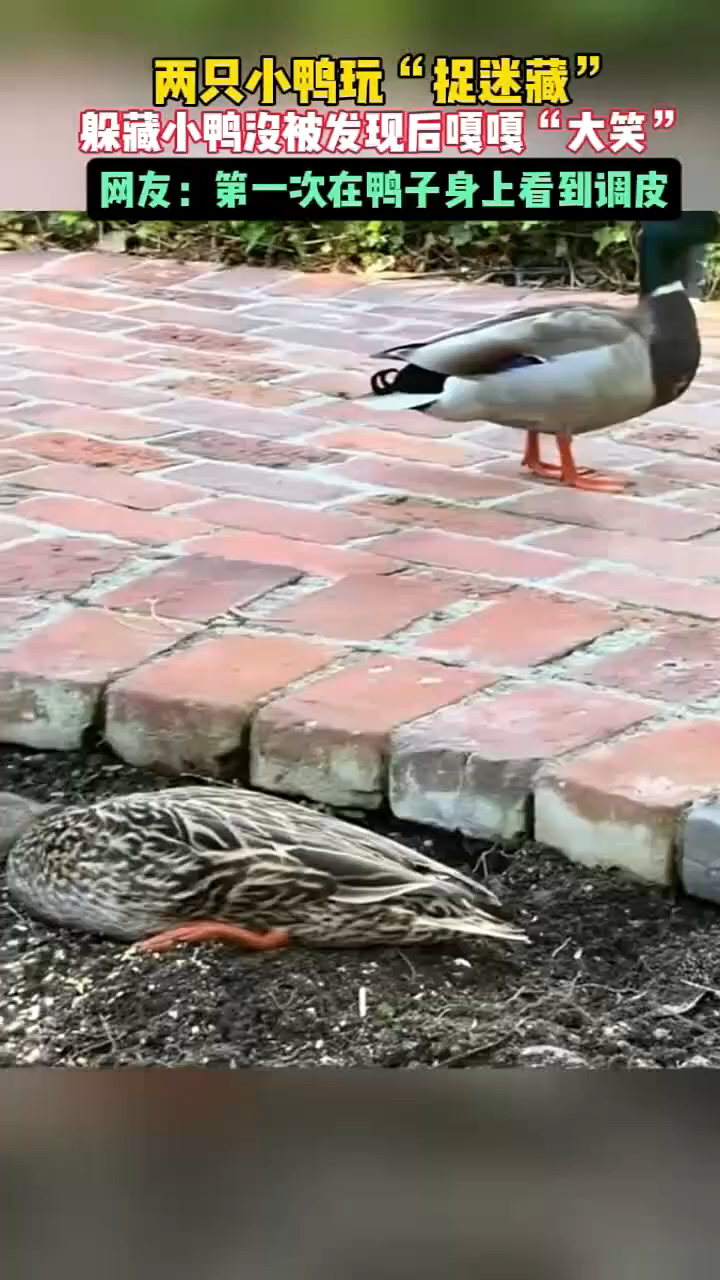 两只小鸭玩“捉迷藏”,躲藏小鸭没被发现后嘎嘎“大笑”