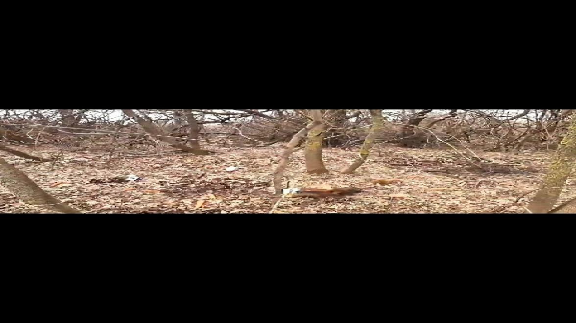 国外合法狩猎