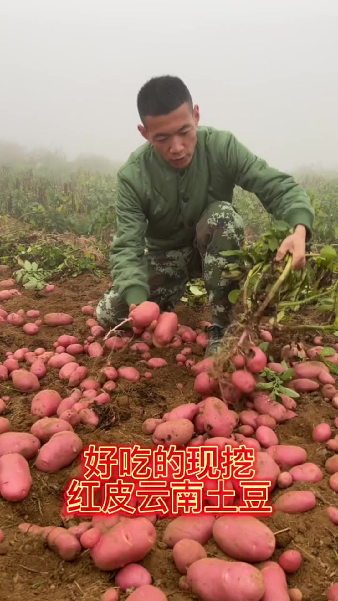 适合做土豆包子饺子,馅料香浓口感软糯,云南红皮土豆面食绝佳馅