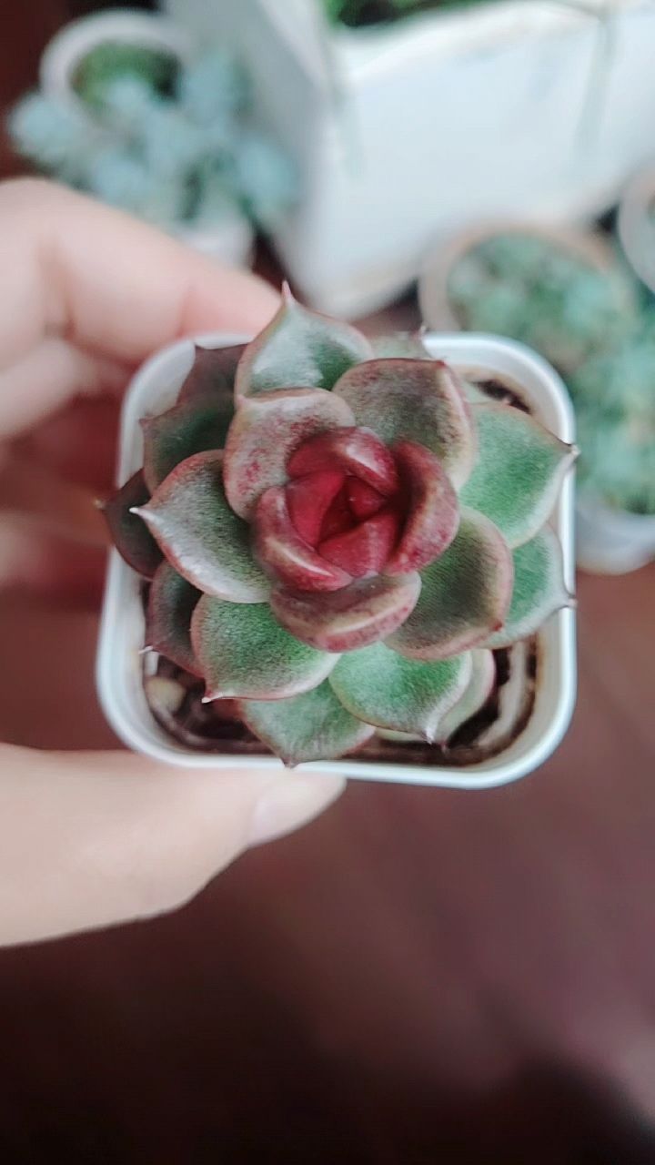 一颗精致小“蓝莓”