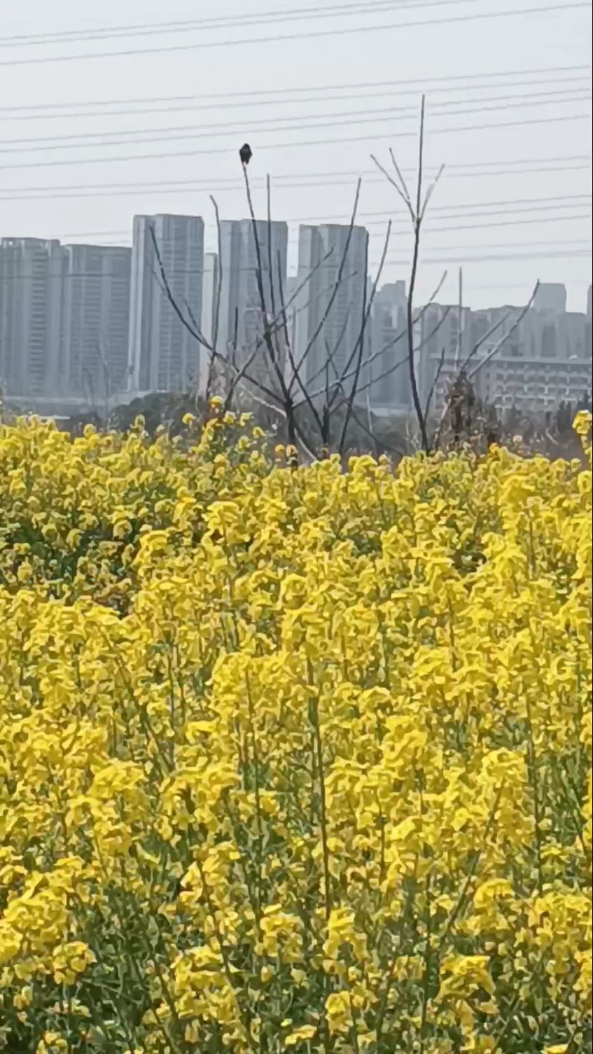 鸟立枯枝头《我在油菜田等你来》