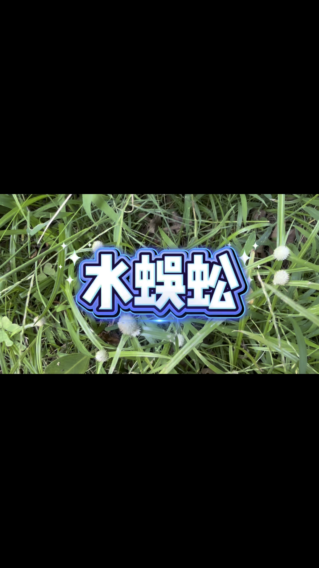 水蜈蚣，你见过吗？