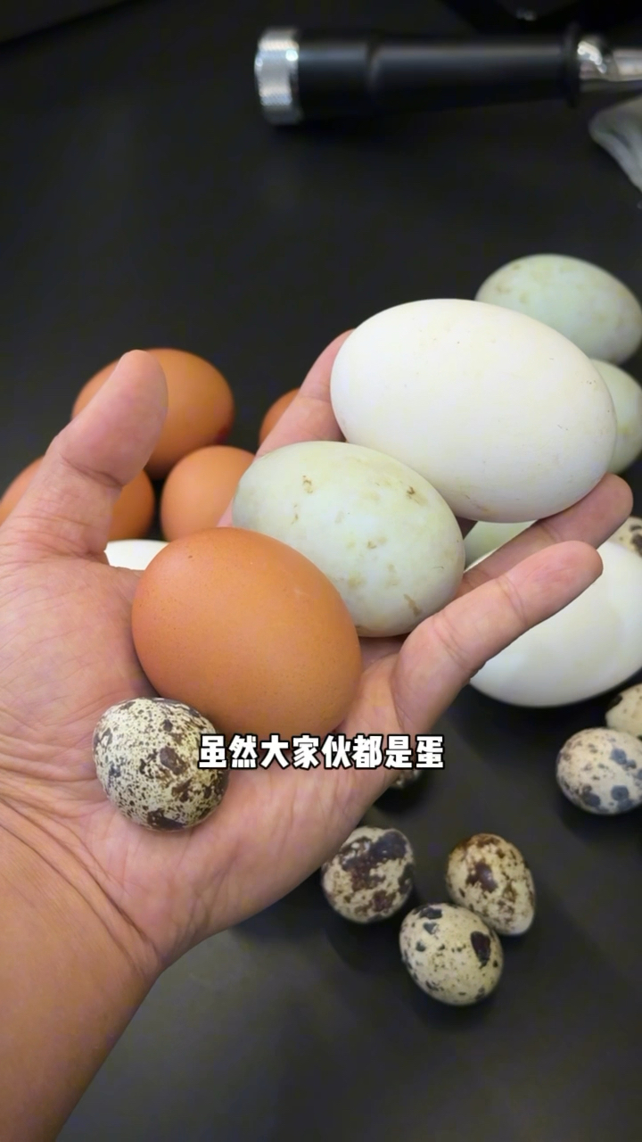 在家自己做皮蛋!期待下鸡蛋鸭蛋鹅蛋鹌鹑蛋最后都能变出什么