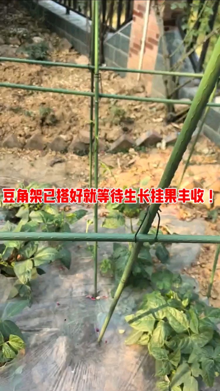 豆角架已搭好就等待生长挂果丰收!#蔬菜#瓜果#三农