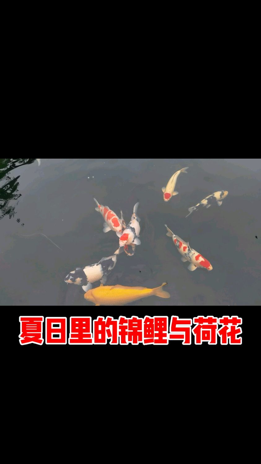 夏日里的锦鲤与荷花#锦鲤#荷花#花园