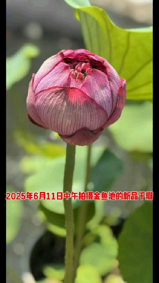 2025年6月11日中午拍摄金鱼池的新品千瓣#荷花#莲花#花园