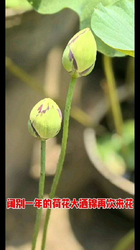 阔别一年的荷花大洒锦再次来花#荷花#锦鲤#盆栽