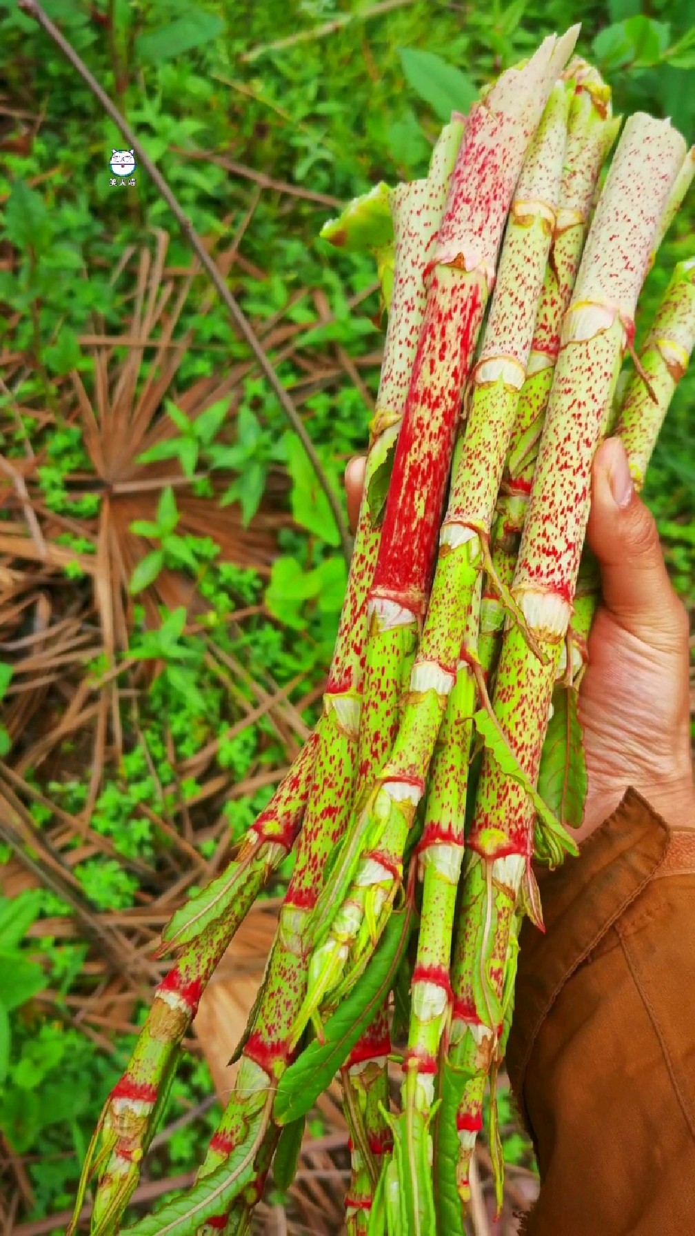 精品野菜虎杖,第一次见,摘点尝尝鲜