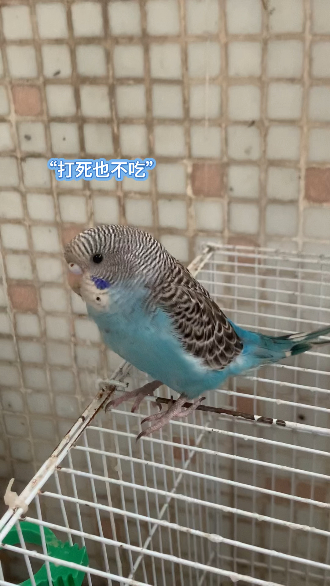 当我家两只虎皮鹦鹉第一次吃谷子