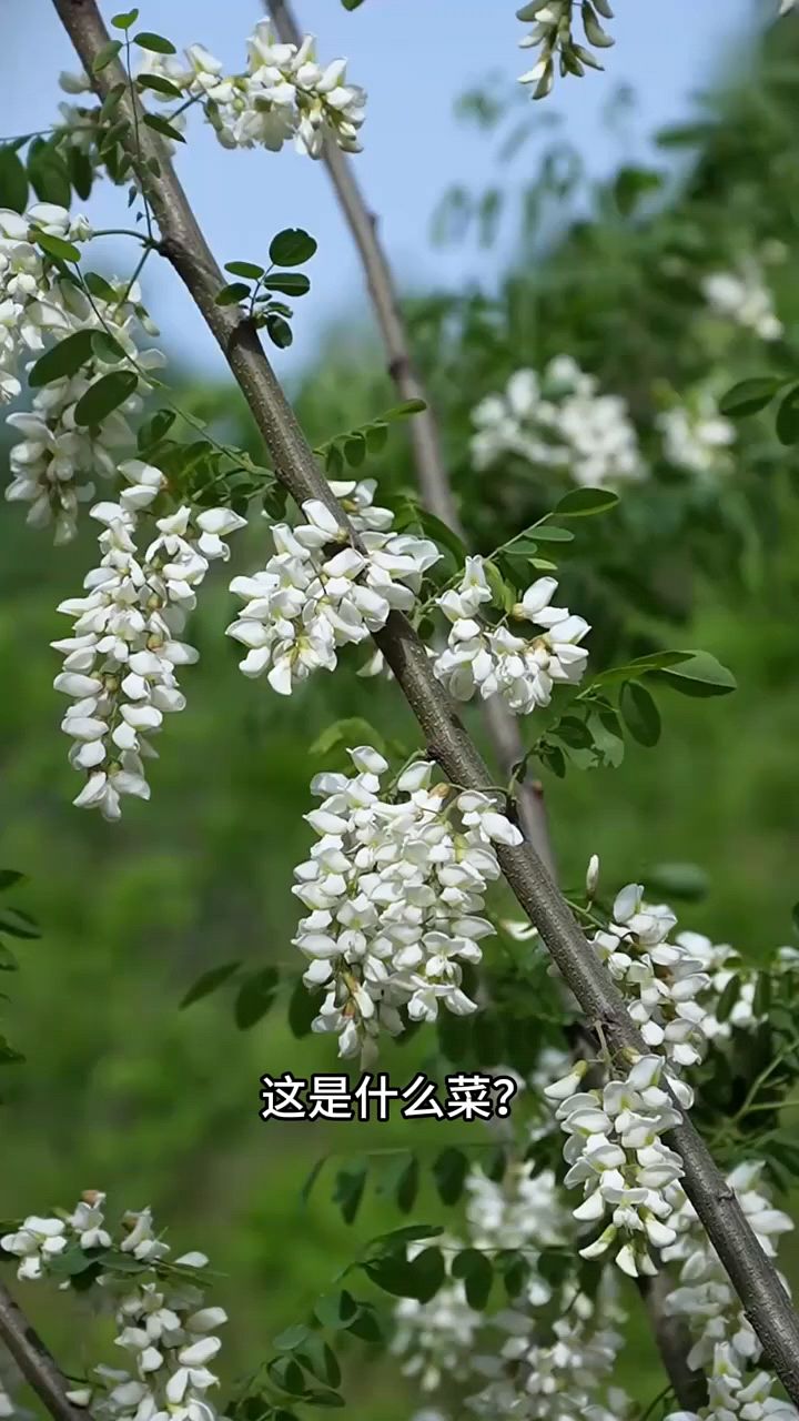 50个不同品种的蔬菜，有的一斤竟然才几毛钱，你最爱吃哪一种？