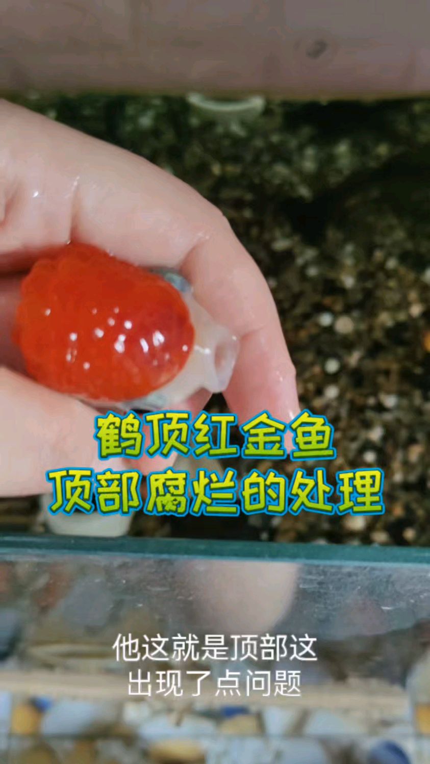 鸿运当头(鹤顶红金鱼)顶部腐烂的治疗