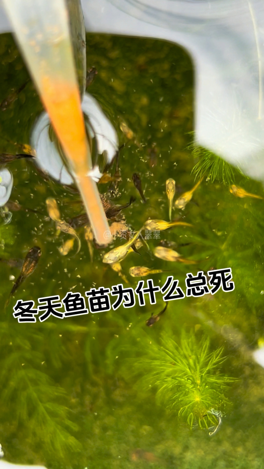 冬天为啥带不活鱼苗