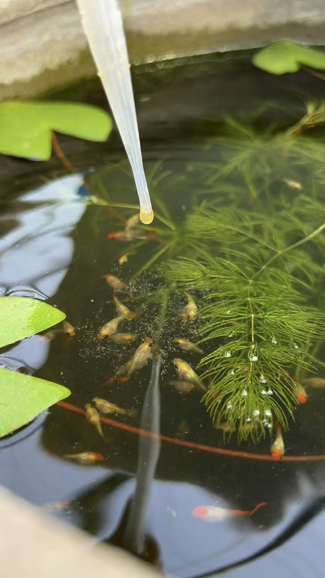 圆滚滚的小红帽呀