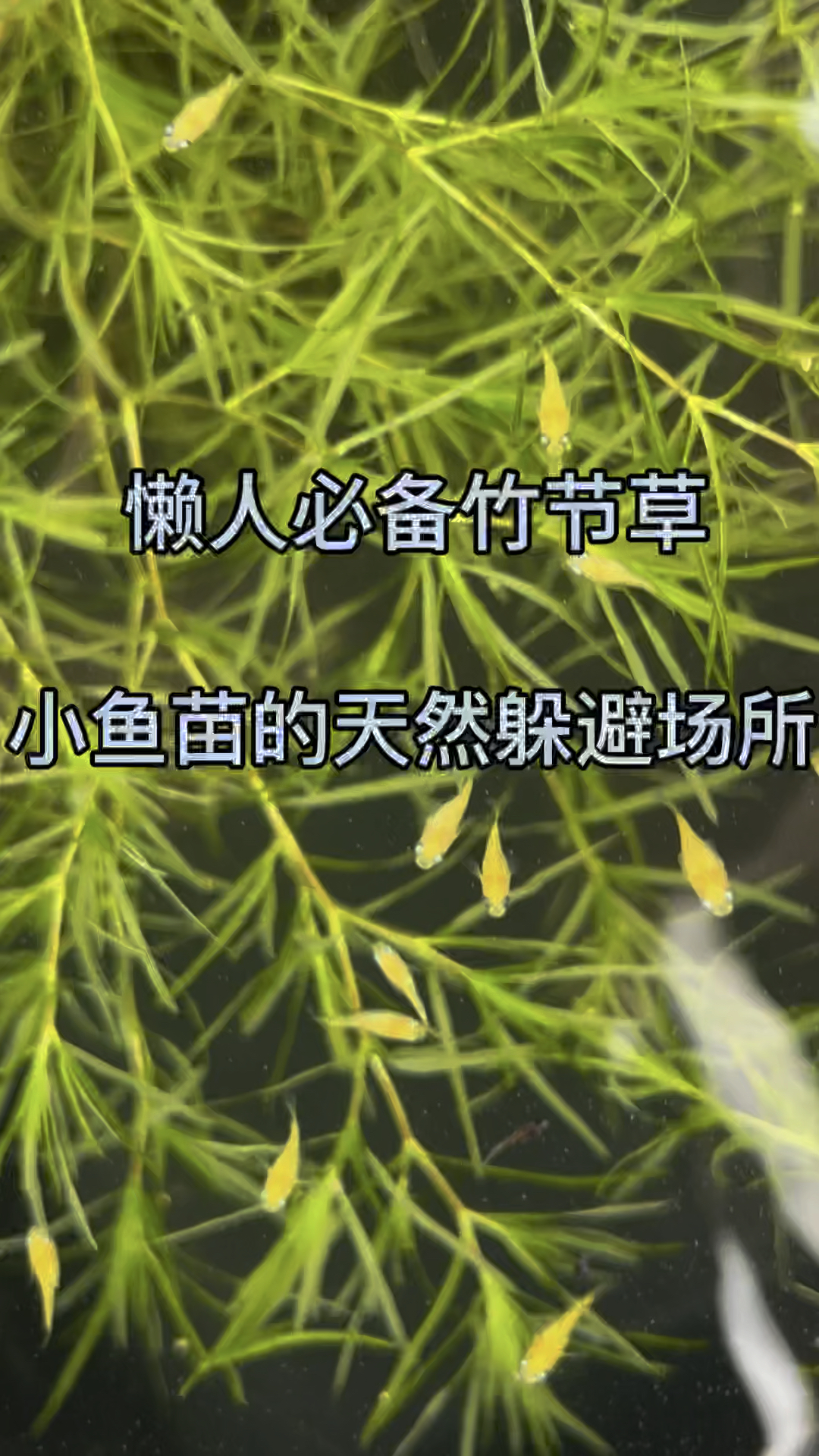 懒人必备竹节草,小鱼苗的天然躲避场所