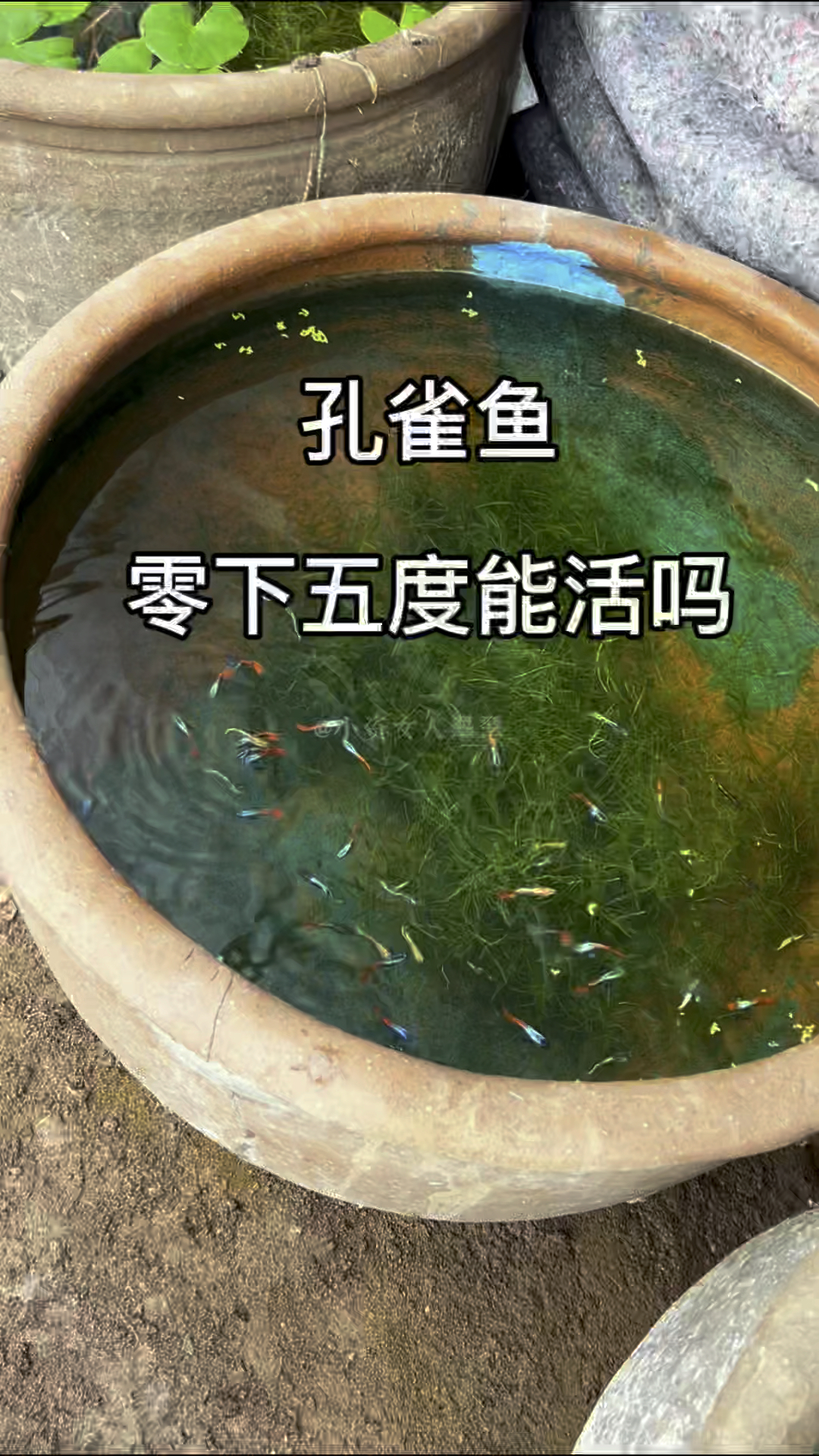 孔雀鱼零下五度能活吗