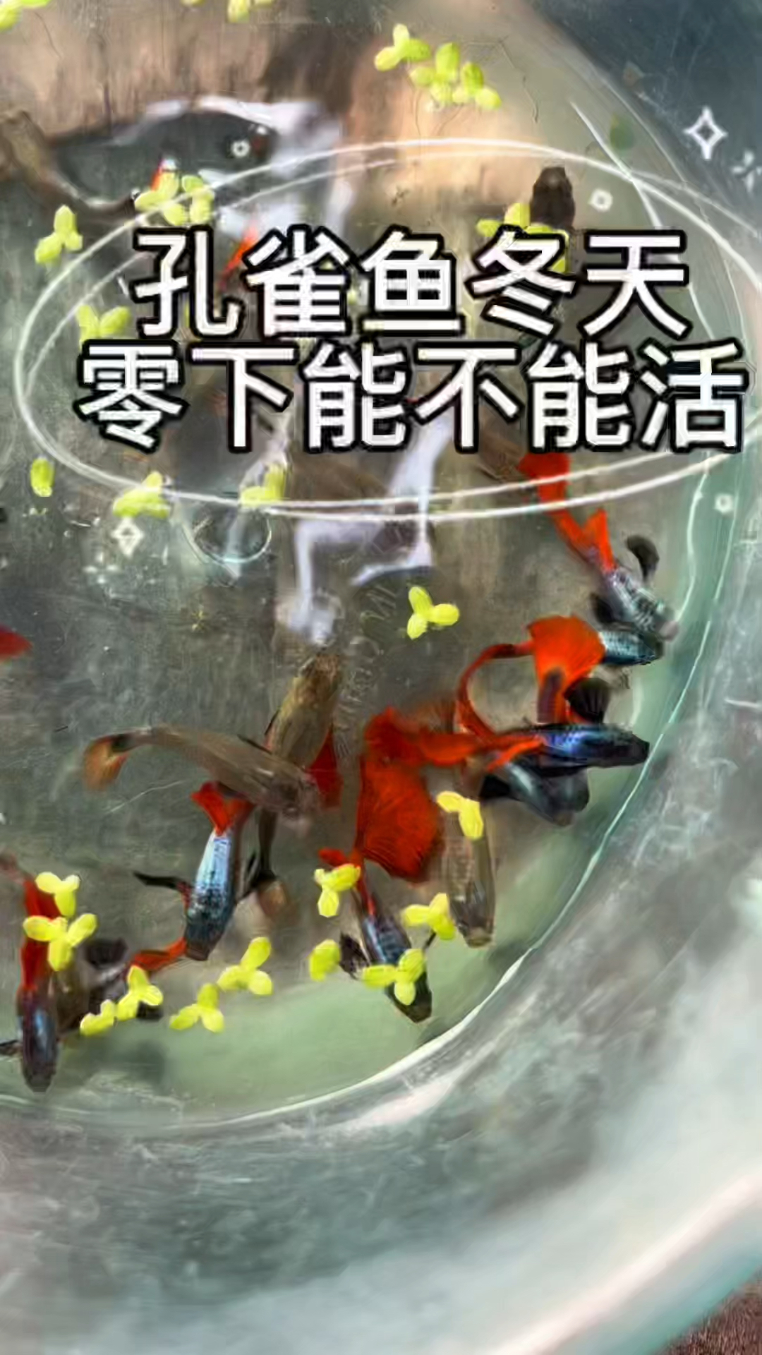 孔雀鱼冬天零下能不能活