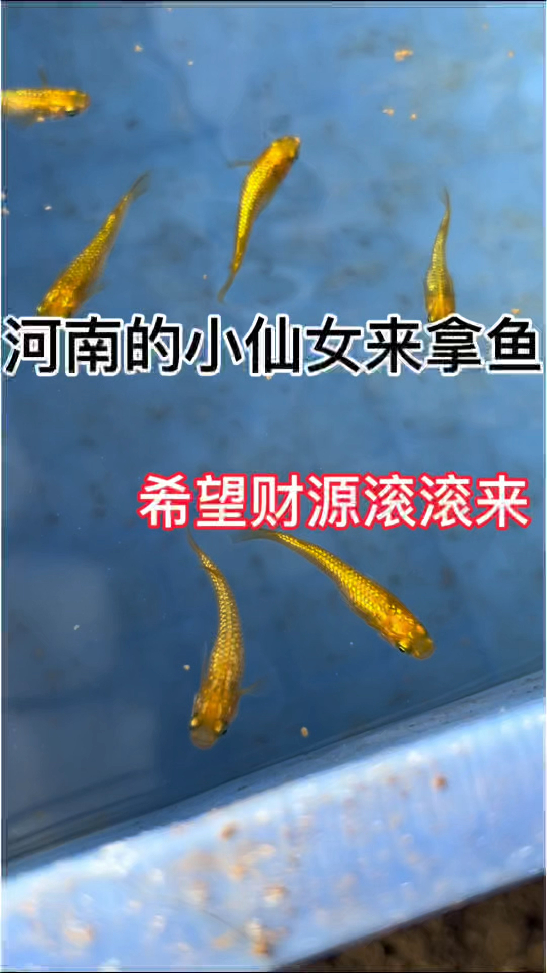 河南的小仙女,全要金色风水鱼