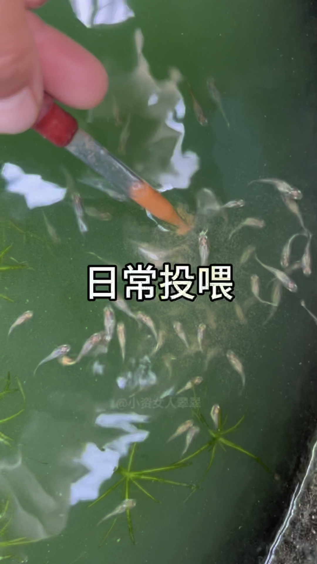 日常投喂孔雀鱼小鱼苗