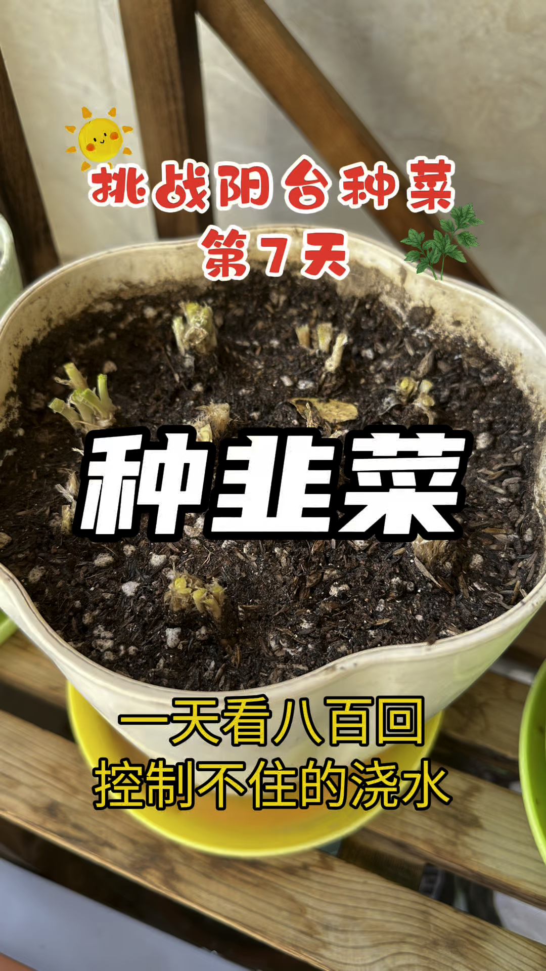 今天是我挑战4平米室内小阳台种菜的第7天,不能吃韭菜,因它好活