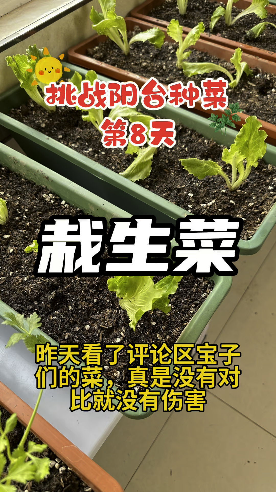 今天是我挑战4平米小阳台种菜的第8天,栽生菜,看了宝子们晒的菜