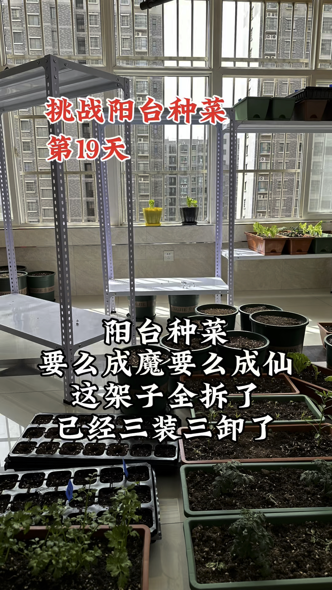 阳台种菜要么成魔要么成仙,这架子全拆了,和那只苍蝇练了一会武