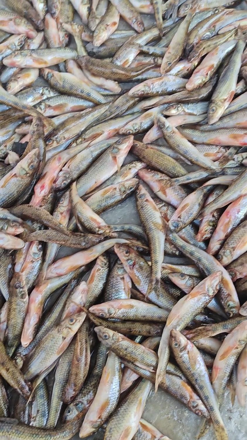 东北松花江冬捕船丁鱼爆网啦,这鱼也太新鲜啦